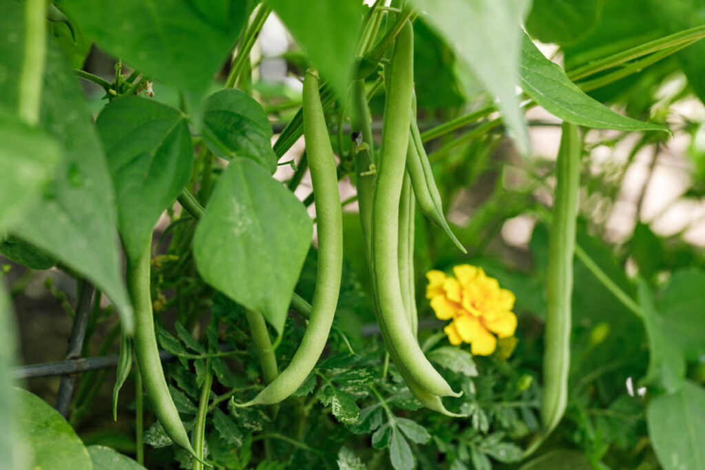 French Beans growing on a plant